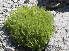 Cryptogramma cascadensis