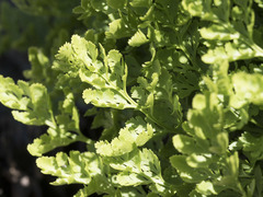 Cryptogramma cascadensis