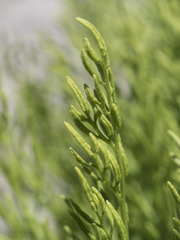 Cryptogramma cascadensis