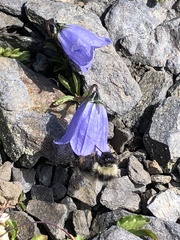 Campanula cochleariifolia