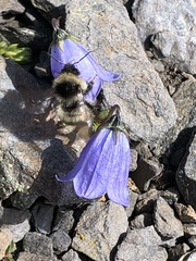 Campanula cochleariifolia