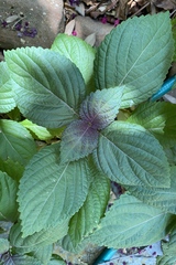 Perilla