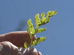 Cryptogramma cascadensis