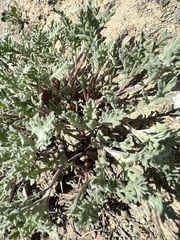 Chaenactis thompsonii