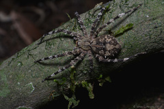 Enoploctenus cyclothorax