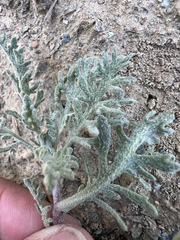 Chaenactis thompsonii