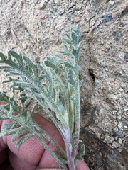 Chaenactis thompsonii