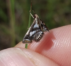 Chrysendeton imitabilis