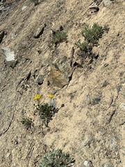 Chaenactis thompsonii