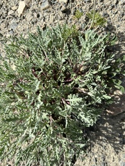 Chaenactis thompsonii