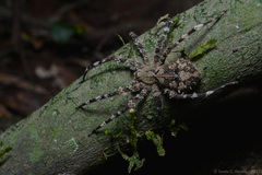 Enoploctenus cyclothorax