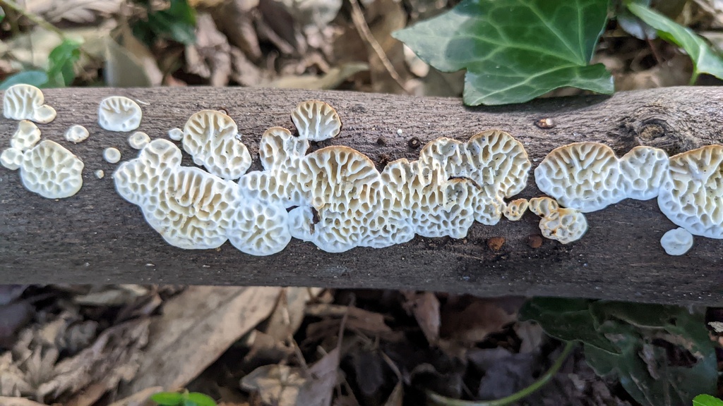 Daedaleopsis styracina · July 2022 · photo: © atsushi_nakajima_cirque (iNaturalist, cc-by)