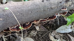 Daedaleopsis styracina