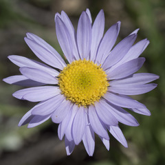 Erigeron glacialis glacialis