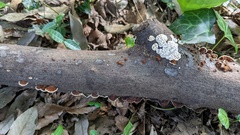 Daedaleopsis styracina