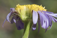 Erigeron glacialis glacialis
