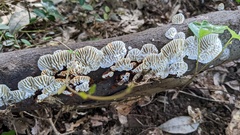 Daedaleopsis styracina