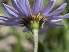 Erigeron glacialis glacialis