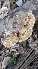Coriolopsis strumosa