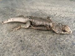 Tropidurus hispidus