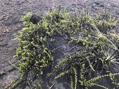 Coprosma ernodeoides