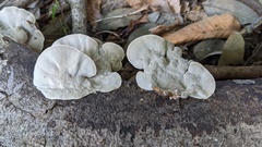 Coriolopsis strumosa