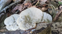 Coriolopsis strumosa