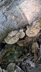 Coriolopsis strumosa