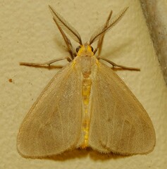 Pagara simplex