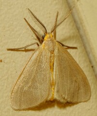Pagara simplex