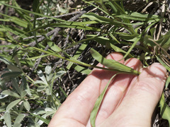 Erigeron glacialis glacialis