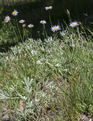 Erigeron glacialis glacialis