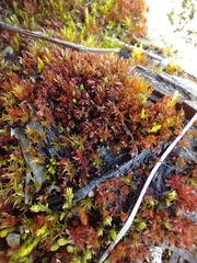 Ptychostomum pallens