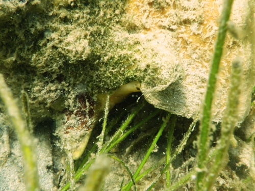 Strombidae image