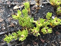 Coprosma ernodeoides