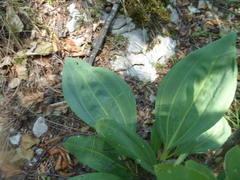 Gentiana lutea symphyandra