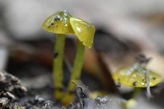 Gliophorus