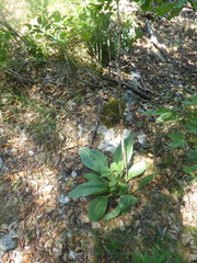 Gentiana lutea symphyandra