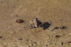 Cicindela tenuisignata