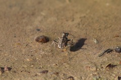 Cicindela tenuisignata