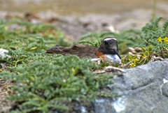 Phegornis mitchellii