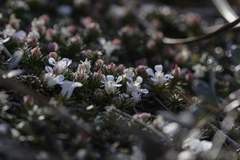 Pyxidanthera barbulata