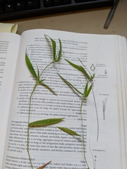 Dichanthelium implicatum