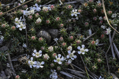 Pyxidanthera barbulata