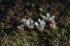 Pyxidanthera barbulata