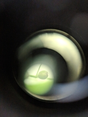 Dichanthelium implicatum