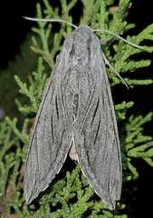 Sphinx chersis