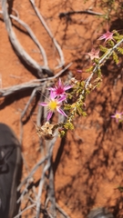 Calytrix longiflora