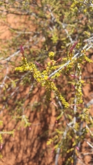 Calytrix longiflora