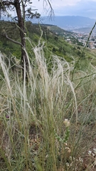 Stipa tirsa